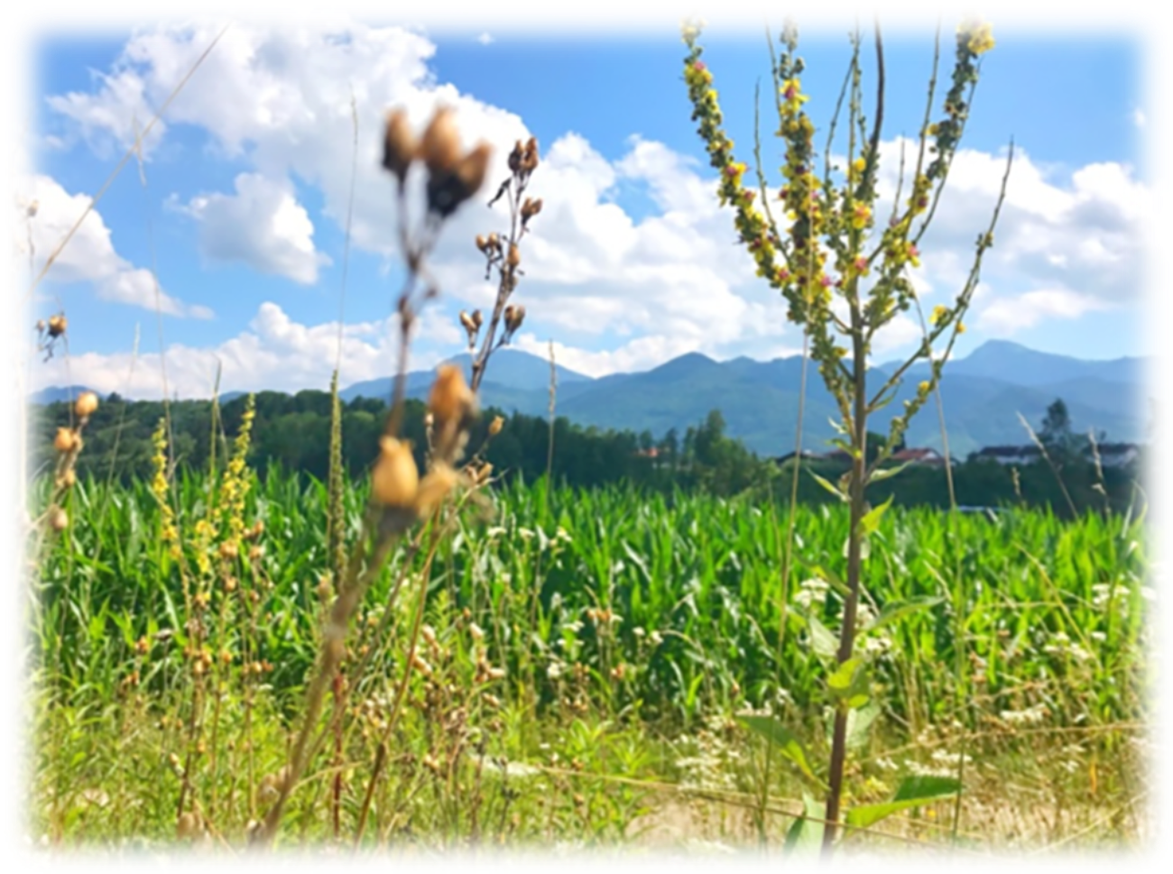 Ruhe in der Natur genießen und Seele in der Natur baumeln lassen bei Multipler Sklerose