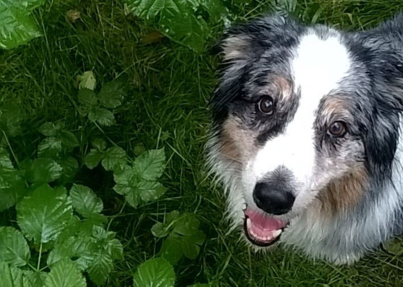 Rubys treuer Blick