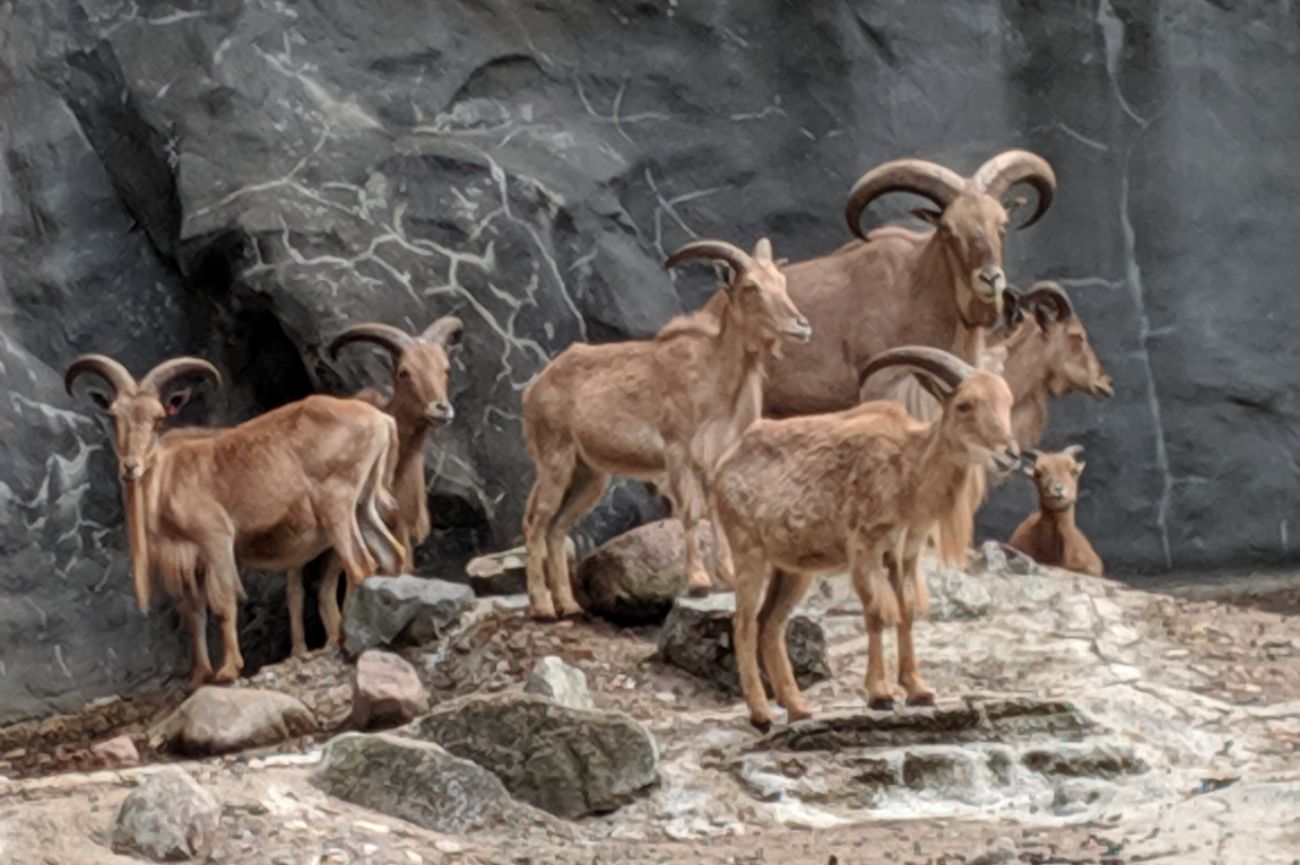 der Besuch im Zoo