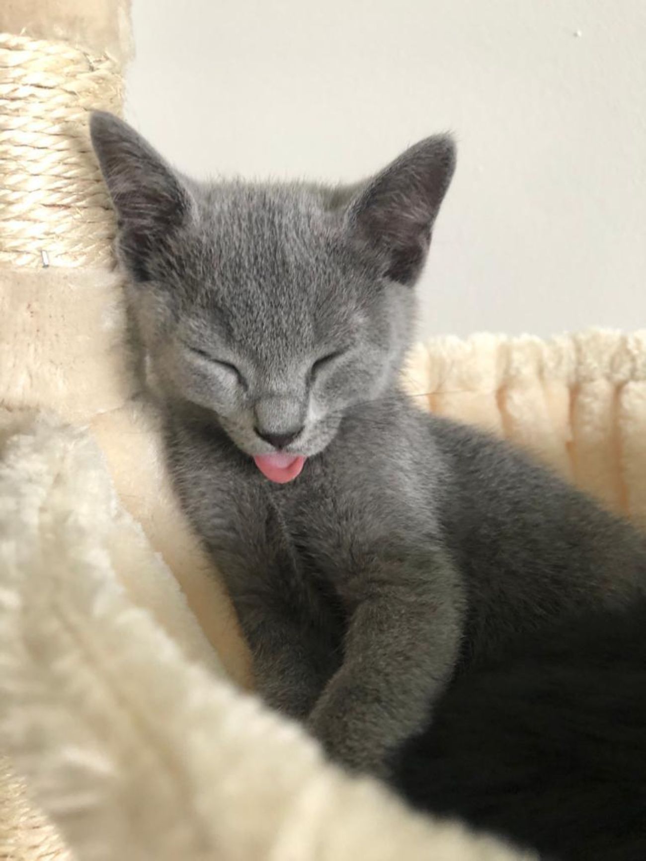 Katzen sind gut für die Psyche.