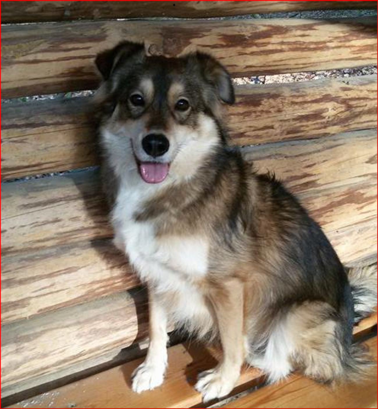 Seelenhund „Smiley“