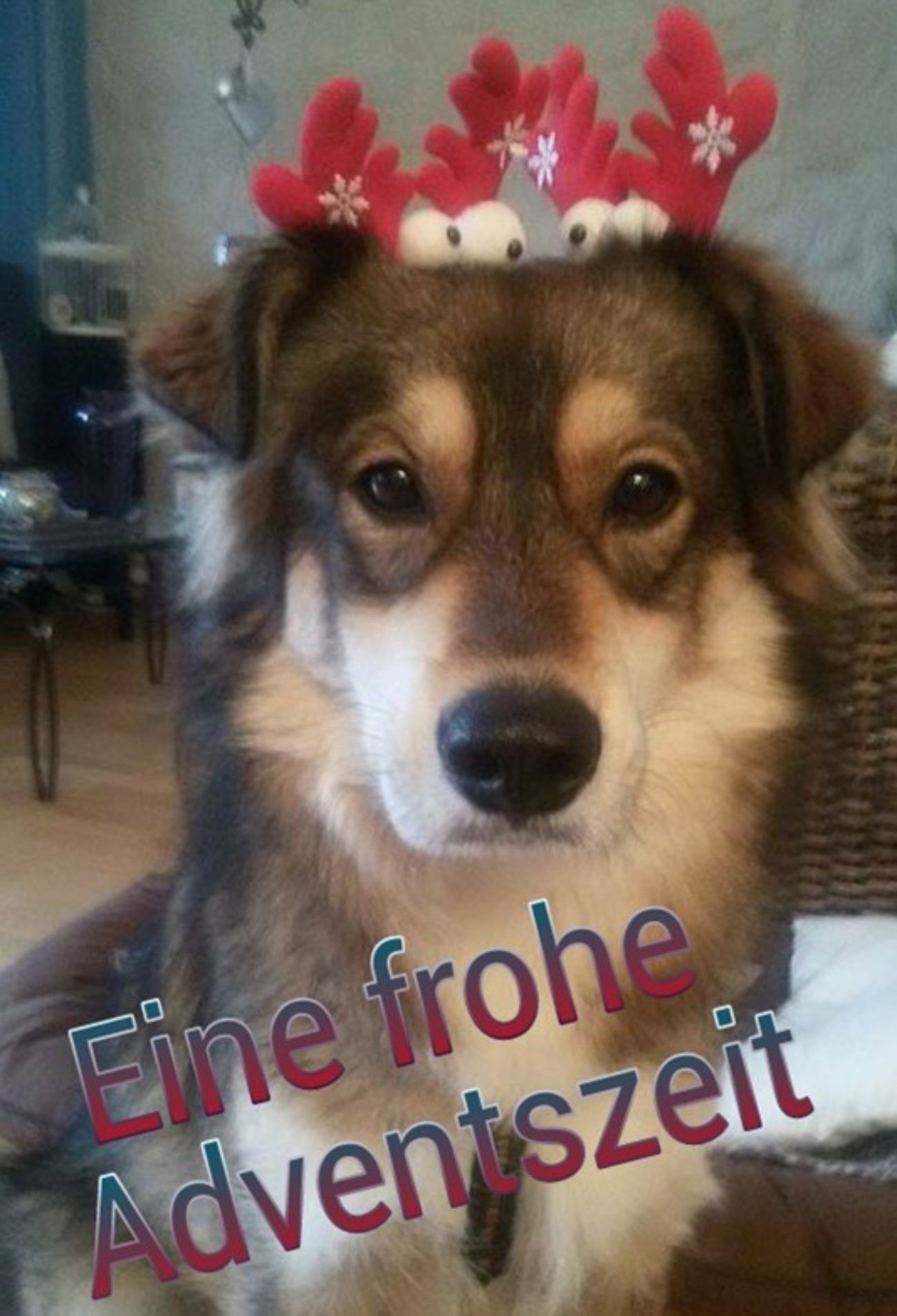 Heikes Hund Smiley mit Rentiergeweih