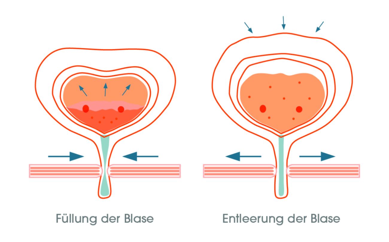 Infografik Blasenfunktion.