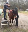 Reittherapie bei MS