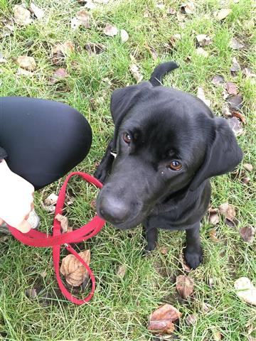 Hund Amy schaut in die Kamera
